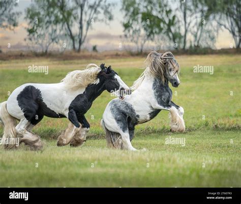 Gypsy Vanner Horse stallion buddies romp and play Stock Photo - Alamy
