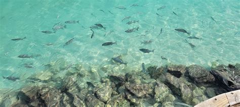 FUSHIFARU MALDIVES - Resort Reviews, Photos, Rate Comparison - Tripadvisor