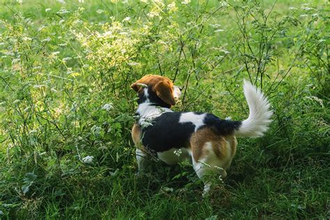 Do Dogs Like The Smell of Peppermint? - The Fit Pets