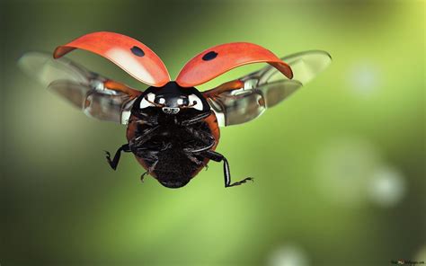 Macro view view ladybug flying HD wallpaper download