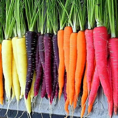 3 Different Color Varieties Carrot Seeds Combo Pack 50 – Richjeen ...