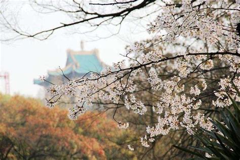 2017年武汉大学樱花最全赏花攻略，别错过花期！