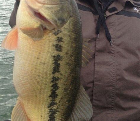 BRANSON GUIDED FISHING TRIPS (2026) All You Need to Know BEFORE You Go ...
