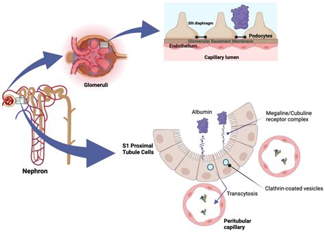 Albuminuria, Forgotten No More: Underlining the Emerging Role in ...