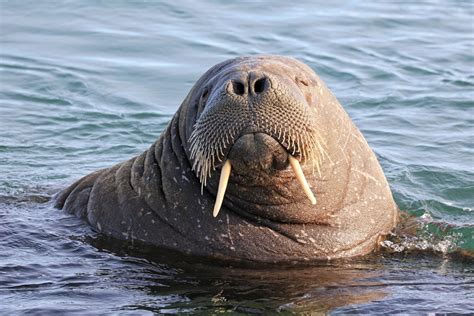 Fast Land and Sea Walruses: Facts and Behaviors