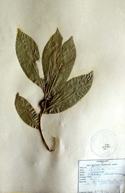 Artabotrys odoratissimus