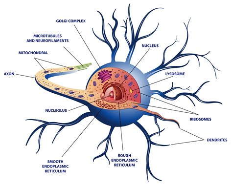 The Neuron - Internal Structure | Interactive Biology, with Leslie Samuel