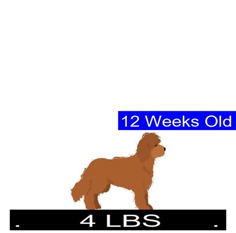 Cockapoo Weight Chart 的图像结果