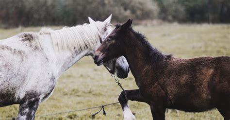 How to draw cute simple animals? - answeringeverything/