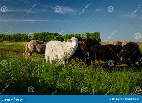White and Black Sheep Eating Grass. Domestic Animals on Sheepfold ...