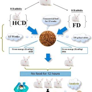 Steps of experimental design. | Download Scientific Diagram