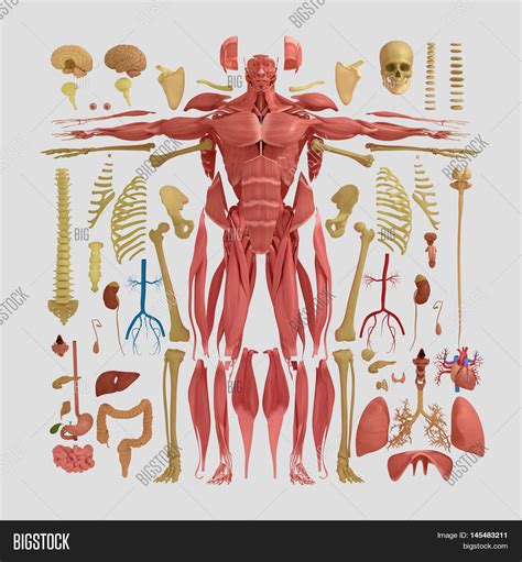Layers Of Body