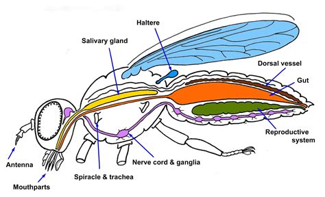 Vuurvlieg Inktvis Anatomie Vijf Dieren Hebben Van Asymmetrie Een