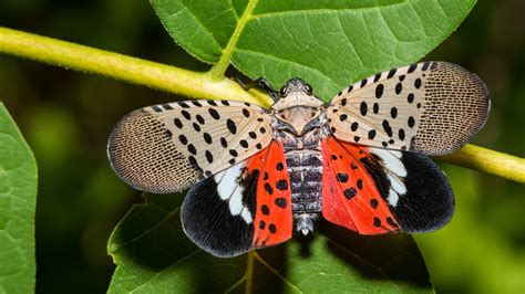 What’s going on with spotted lanternflies? | Popular Science