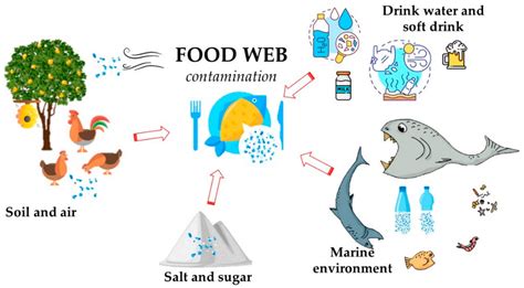Marine Ecosystems Food Web