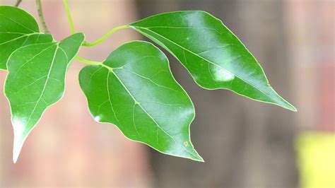 Green Hong Kong Campaign - Greening Knowledge - Photo-Gallery of Hong ...