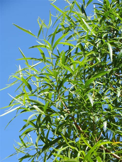 Rhus lancea - Boething Treeland Farms