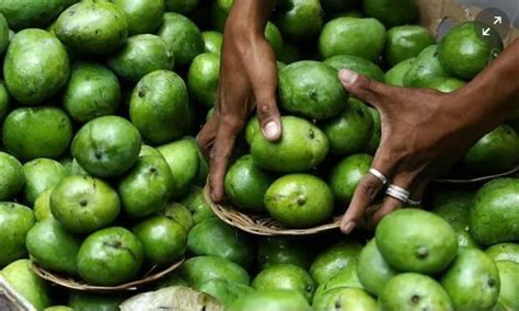 谷贱伤农：菲律宾芒果滞销200万公斤 | 国际果蔬报道