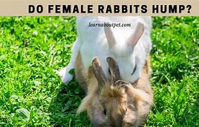 Image result for Rabbit Hump