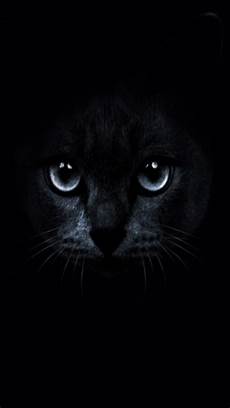 Black Cat Wallpaper Iphone by Space Cat Iphone Wallpaper Wallpapersafari Black Cat Wallpaper Iphone