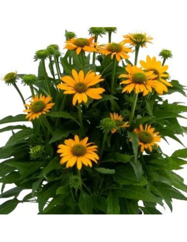 Echinacea ‘Lakota Yellow’ - ameriški slamnik
