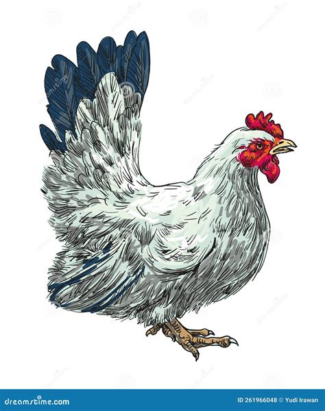 Short-legged Bantam Hen Chicken Vector Illustration Hand Draw Colour ...