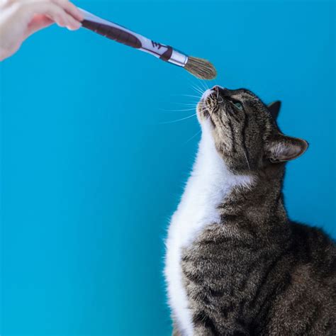 Petting Tips: How To Tickle A Cat Safely & Gently