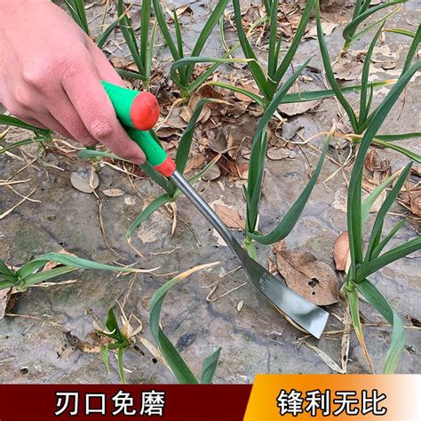 挖野菜专用铲刀挖蒜挖冬笋神器多功能挖蒲公英挖蒜野生荠菜种工具--爱鉴花 智能清新生活