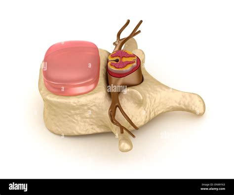 Bone age x ray Cut Out Stock Images & Pictures - Alamy