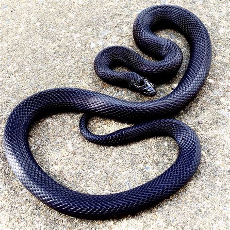 Mexican Black King Snake - Exotic Reptile Beauty