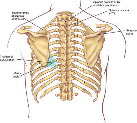 Surface Anatomy and Surface Landmarks for Thoracic Surgery - Thoracic ...
