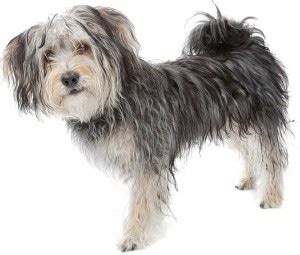 Cute Dog Multicolour Poster PhotoPrint Print Photographic Paper ...