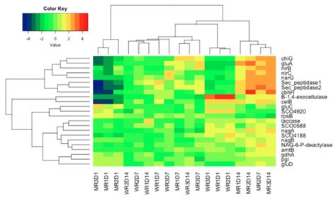 Differential Gene Expression in the Model Actinomycete Streptomyces ...