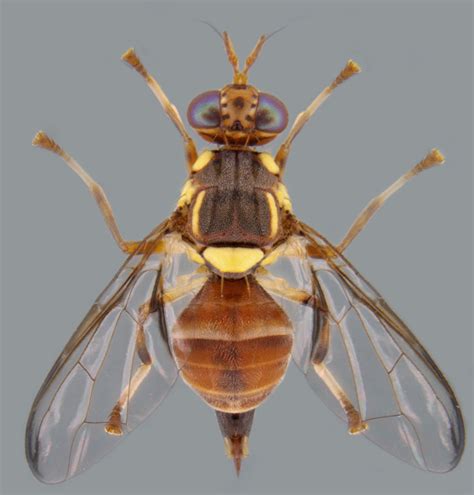 ICAR - Insect