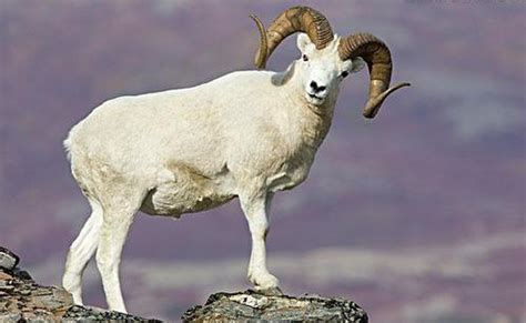 1979年羊43岁运势-1979年羊属相什么命-1979年属羊人最难熬年龄 - 见闻坊