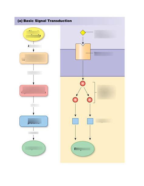 Image result for Signal Transduction Cascade Animation