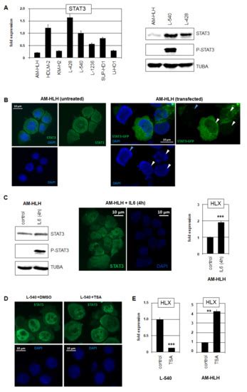 Downregulation of STAT3 in Epstein-Barr Virus-Positive Hodgkin Lymphoma