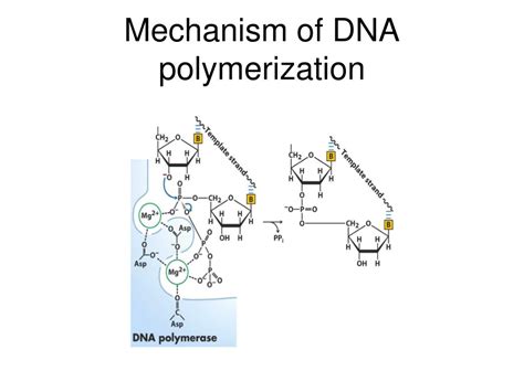 Image result for DNA Polymerization