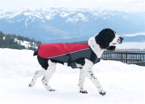 Top 10 Best Dog Winter Coats For 2026 Reviewed & Tested – The Dog Outdoors
