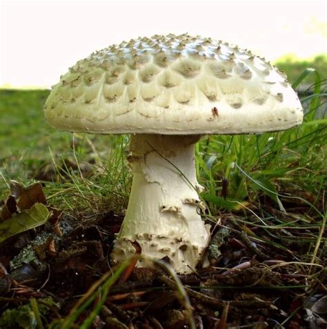 Мухомор шишковидный или шишкообразный (Amanita strobiliformis): фото и ...
