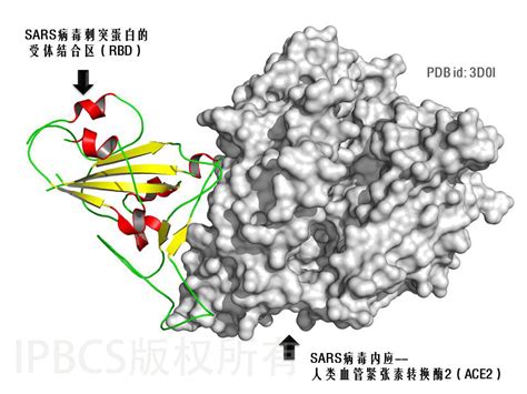 科学网—浅谈 新冠病毒之刺突(SARS-CoV-2 S) - 张家普的博文