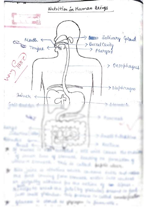 SOLUTION: Digestion process in human beings with diagram - Studypool