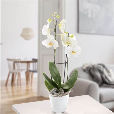 Send 2 Orchids With White Blossoms Online - GAL22-103156 | Giftalove