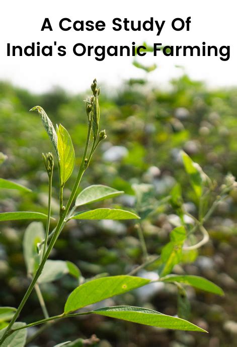 A Case Study Of India's Organic Farming | Organic Farming Concept