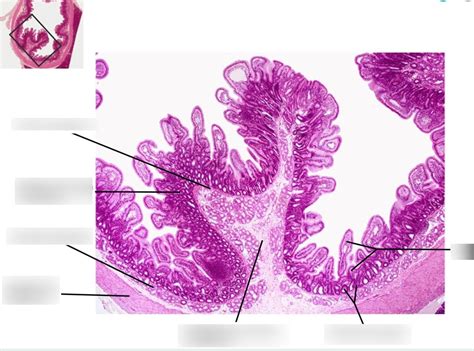duodenum histology Diagram | Quizlet