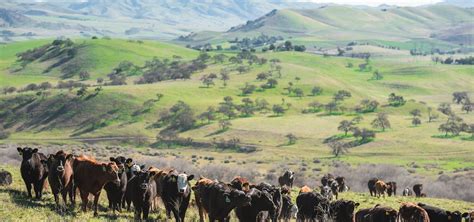 Climate Change & Ranching – Morris Grassfed