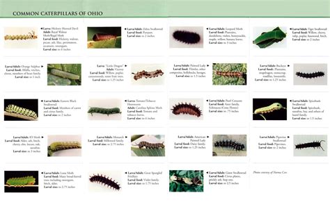 Free Printable Caterpillar Identification Charts [PDF]