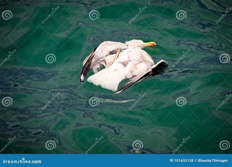 Ecological Disaster, Extinction of Birds, Oil Spill Stock Photo - Image of ecology, extinction ...