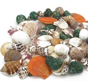 AMACO Sea Shell Aquarium Home Decoration Sea Shell Used Aquarium/Table ...