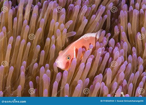 Pink Skunk Clownfish Amphiprion Perideraion Stock Photo - Image of ...